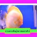 การเพาะพันธุ์ปลาปอมปาดัวร์ (แหล่งสื่อ : กรมประมง เวลา 10.06 นาที)